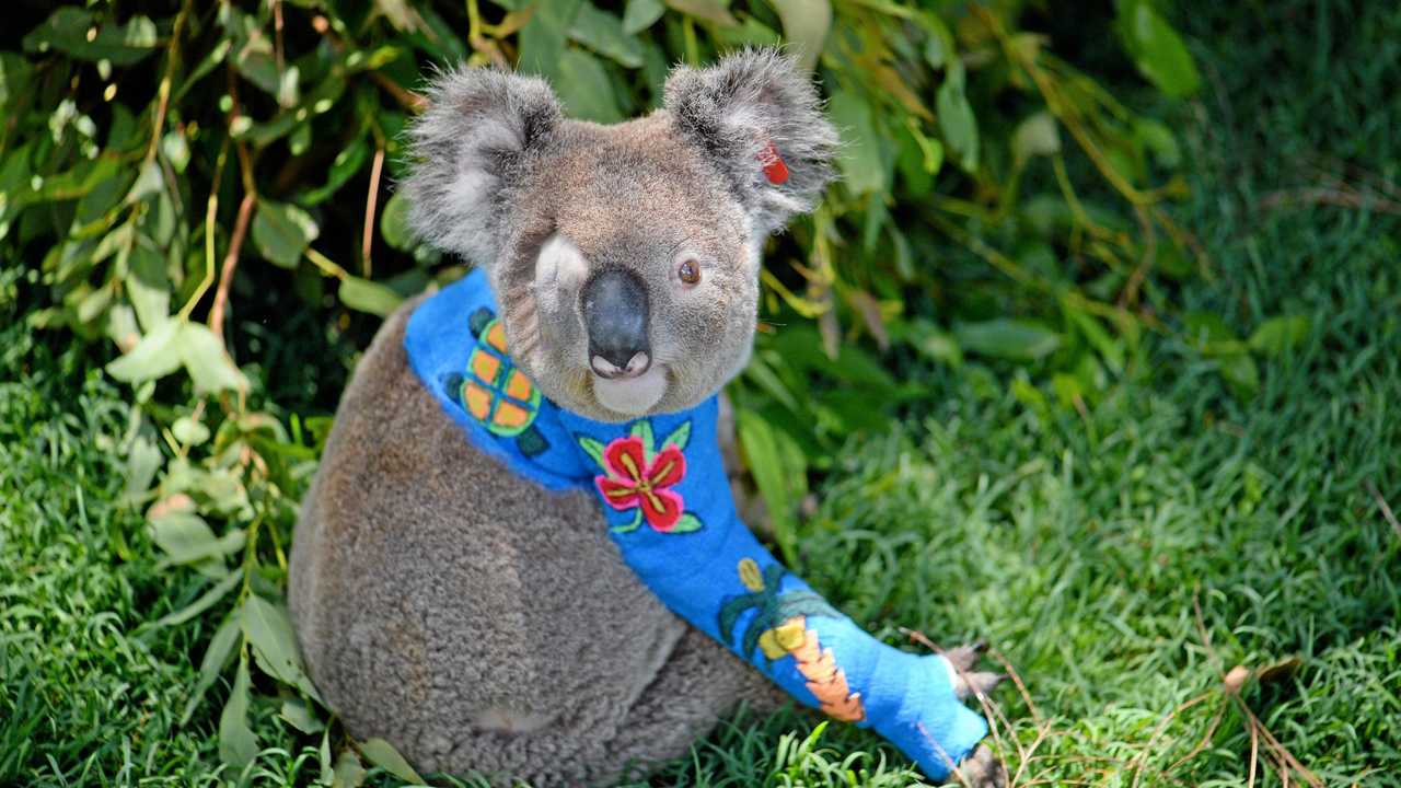 In September last year, Pinto the Koala was admitted to the Australia Zoo Wildlife Hospital and now the team is delighted to be releasing him back into the wild. Picture: Contributed