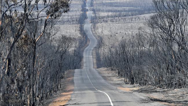 After image of eucalypt forest on the island. Picture: AAP