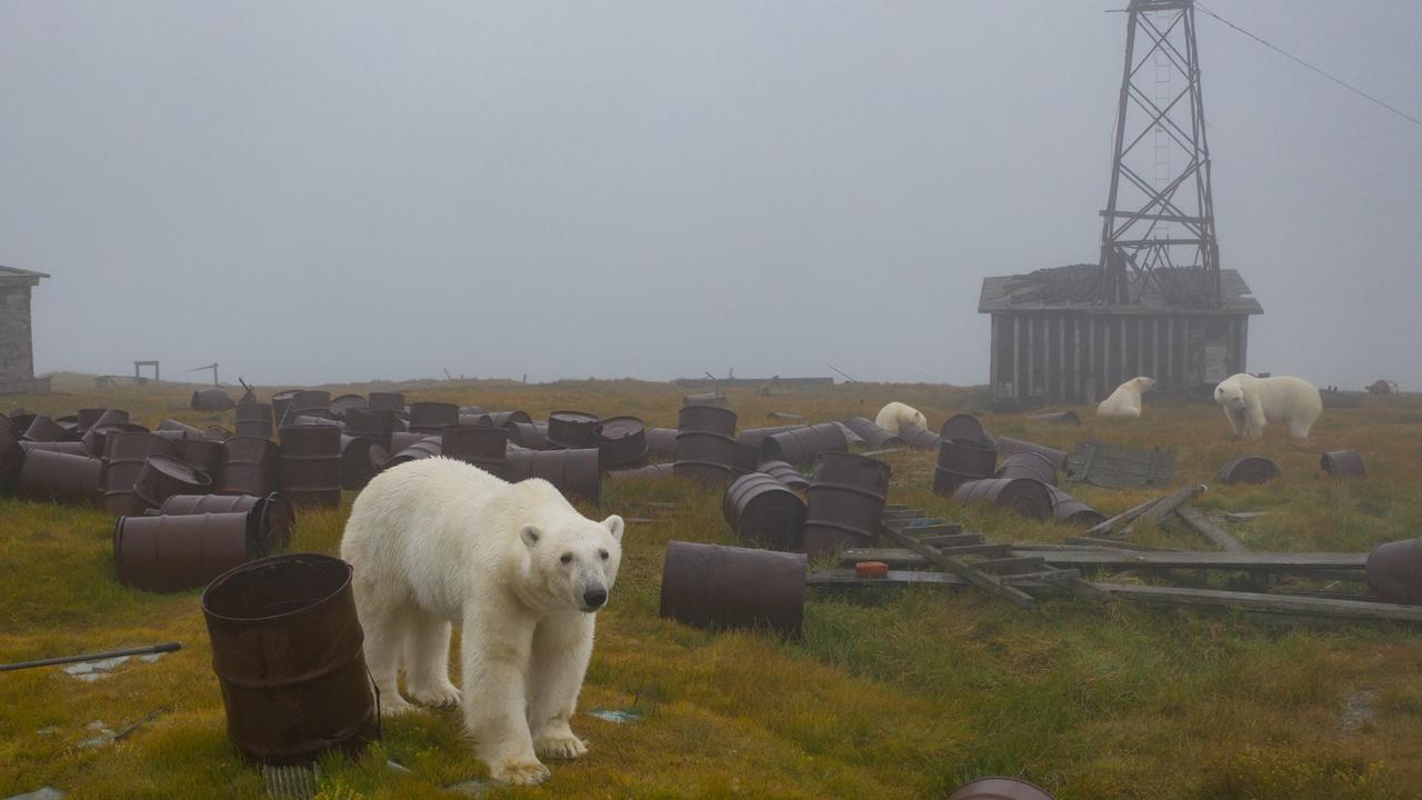 A 'mass exodus' of polar bears from Alaska to Russia has taken place, local  residents claim