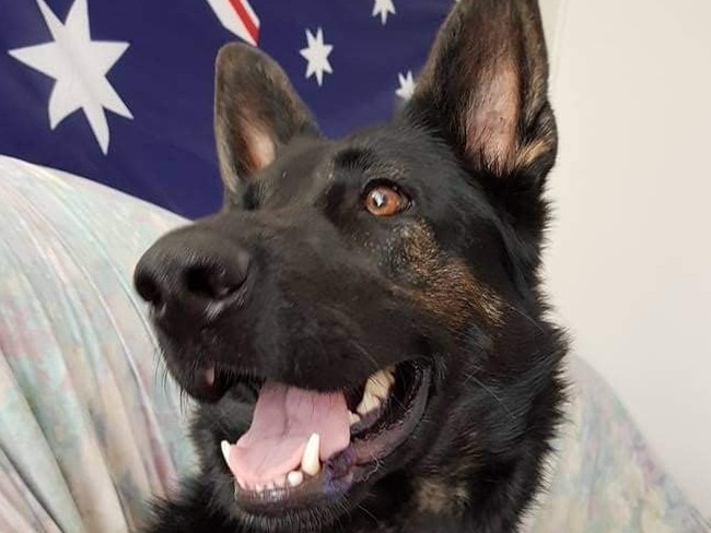 Dakota is not your usual dog, She is a Veteran from RAAF Base Amberley, where she was trained as an Explosives Dog, with the Bloodline of German Shepherd from the well known Zeus.Since her retirement from the RAAF, Miss Dakota spends her days cruising in the back of the Anzac Ribbon Tribute SS with her best friend & also Veteran Glenn Marskell raising awareness for Veteran Suicide & Mental Health, being Glenn's Assistance Dog. A GoFundme has been set up to help with a surgery she needed. Picture: Dakota the PTSD Assistance Dog/Facebook