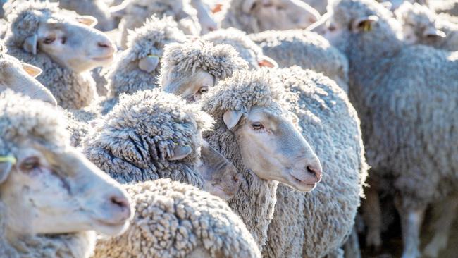 NEWS: Echidna Kids Lachlan AndersonLachlan Anderson has merino sheep and Kelpie named Charlie.PICTURED: Echidna Kids Lachlan AndersonPicture: Zoe Phillips