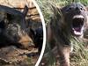 ‘Disease ridden’: Plans to tackle feral pigs and wild dogs
