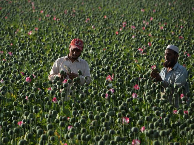 TOPSHOT - Afghan farmers harvest opium sap from a poppy field in the Chaparhar district of Nangarhar province on April 19, 2016.  Opium poppy cultivation in Afghanistan dropped 19 percent in 2015 compared to the previous year, according to figures from the Afghan Ministry of Counter Narcotics and United Nations Oiffce on Drugs and Crime. / AFP PHOTO / NOORULLAH SHIRZADA