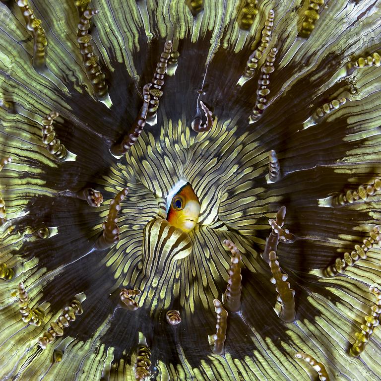 Lumix People’s Choice Award: Shy by Pedro Carrillo, Spain/Wildlife Photographer of the Year 2018/Natural History Museum. The mesmerizing pattern of a beaded sand anemone beautifully frames a juvenile Clarkii clownfish in Lembeh strait, Sulawesi, Indonesia. Known as a ‘nursery’ anemone, it is often a temporary home for young clownfish until they find a more suitable host anemone for adulthood.