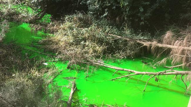 Toongabbie Creek goes green | Daily Telegraph