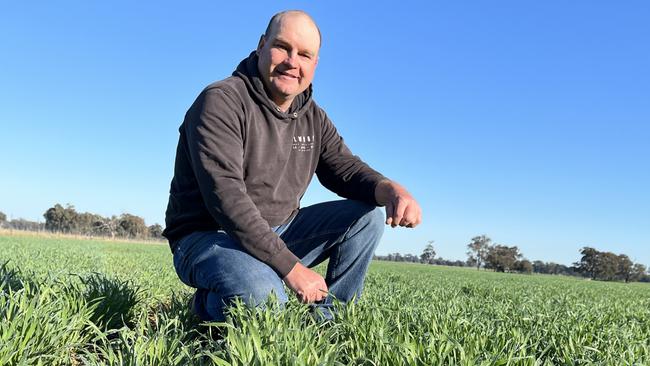 Justin Everitt of Aintree Park at Brocklesby in southern NSW inspects his crop of Boree wheat. Justin is also the NSW Farmers grains committee chairman. Picture: Nikki Reynolds