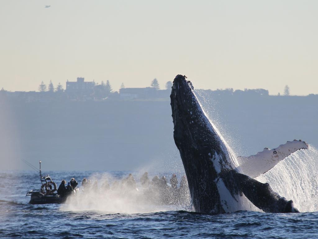 A humpback whales breaches off Sydney. Picture: Jonas Liebschner/Whale Watching Sydney