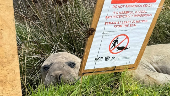 Fans of Tasmania's iconic Neil the Seal are being urged to stay away