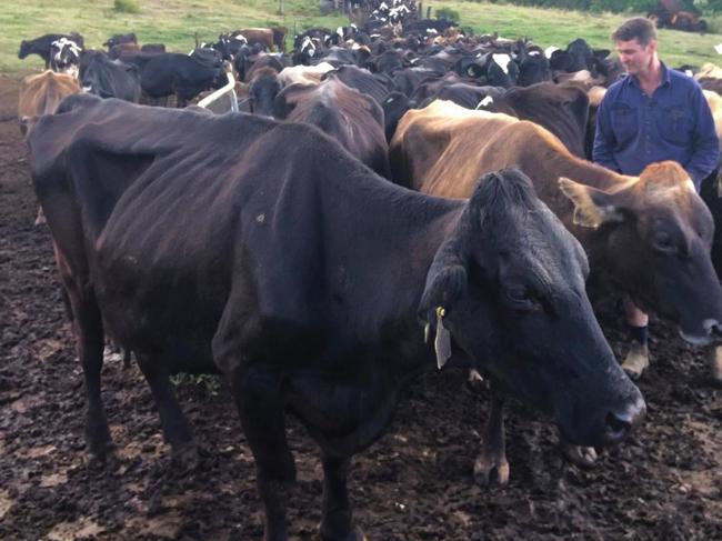 Dairy cattle are starving in some parts of Australia due to drought.