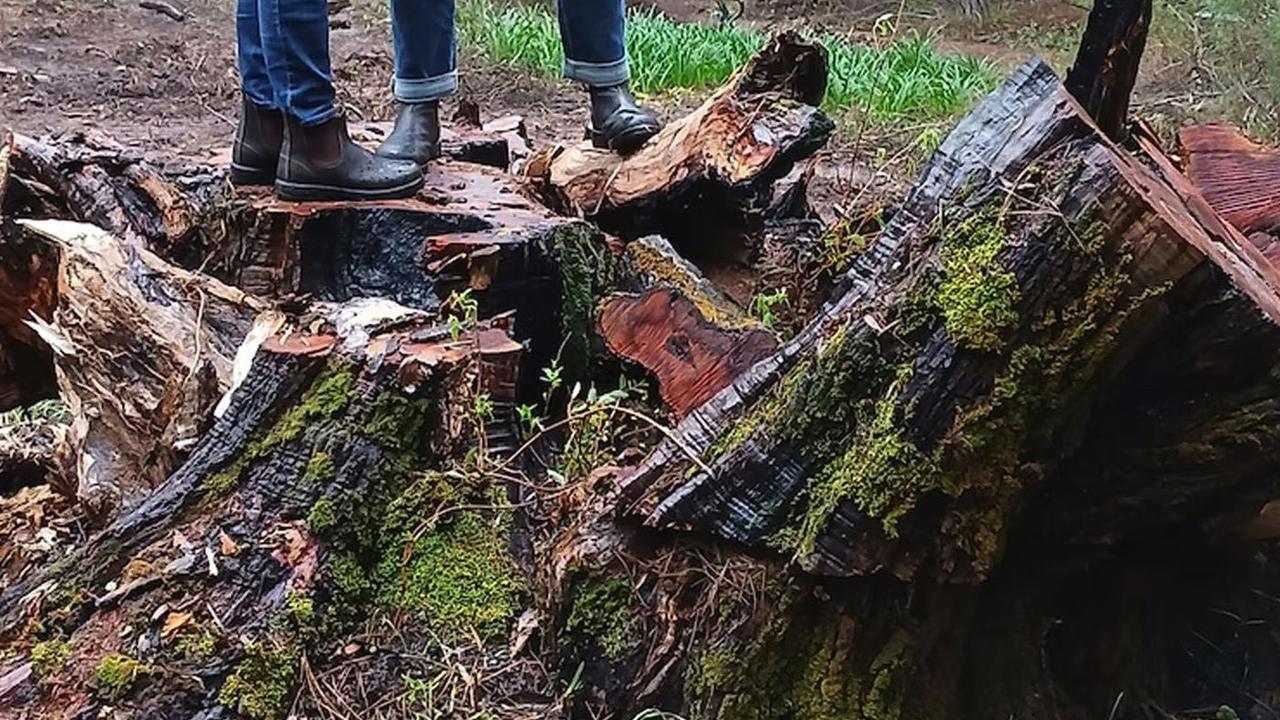 The Bob Brown tree after it was cut down. Picture: Peter Murphy