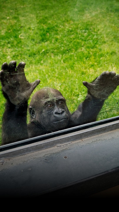 Kaius the 2 year old gorilla