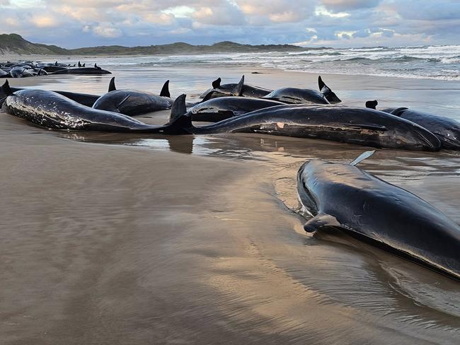 Local resident Jocelyn Flint has been on the beach since 6am on Wednesday with the stranded whales. Picture: Jocelyn Flint