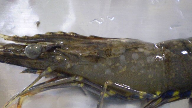 A prawn infected by white spot disease.