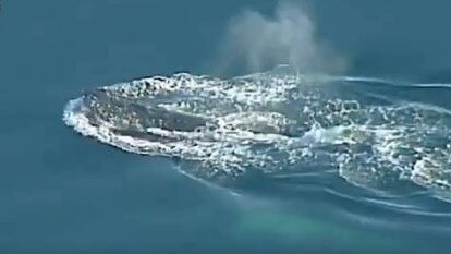 Whales are seen frolicking off the bay in Frankston this morning.