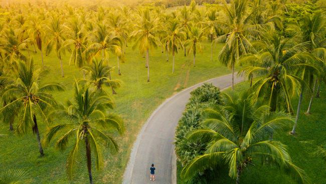 Coconut palms meet rainforest-clad ranges north of Cairns.