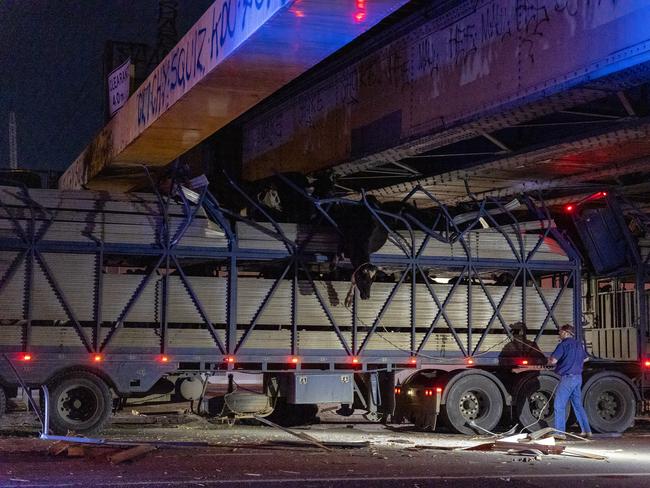 Cows ran onto the road and caused traffic mayhem in South Yarra after the truck they were being transported in hit a rail bridge. Picture: Jake Nowakowski