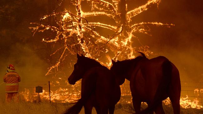 Fire approaches property at the Bilpin Fruit Bowl. Photo Jeremy Piper