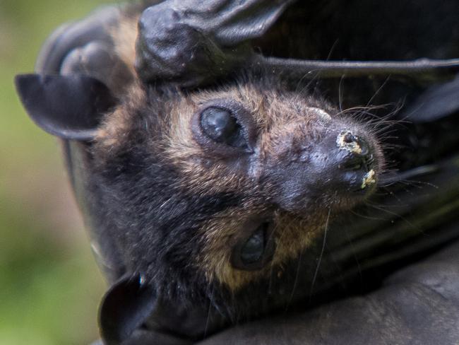 In a November 27, 2018 file photo, Far North Queensland Wildlife Rescue flying fox coordinator Vicki Shephard hold a perished spectacled flying-fox that dropped from an inner-city colony during a heatwave in Cairns. Thousands of heat-stressed bats are dropping from trees and creating a health hazard in far north Queensland, as a record-breaking heatwave blasts the region. (AAP Image/Marc McCormack) NO ARCHIVING