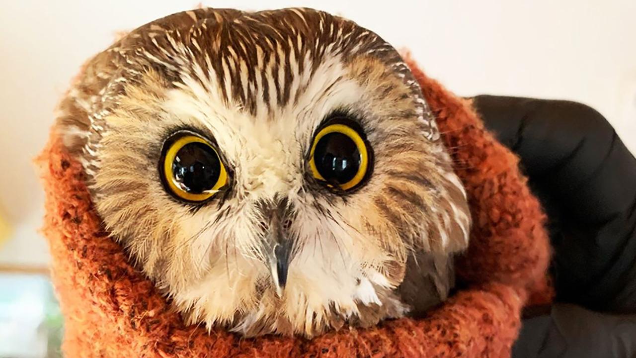 The tiny owl was found in the Christmas tree when it arrived in New York. Picture: Ravensbeard Wildlife Centre/AFP