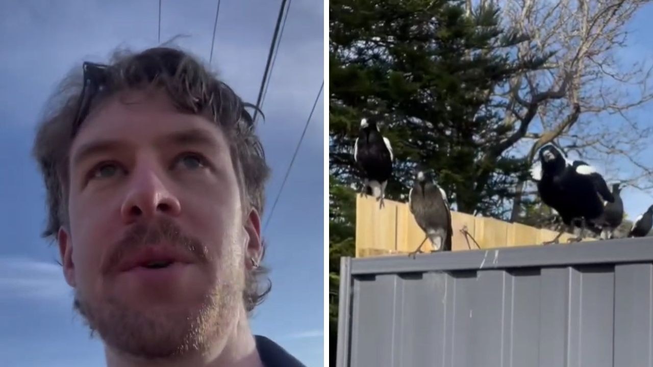 A man has befriended a flock of magpies by just whistling at them. Picture: TikTok