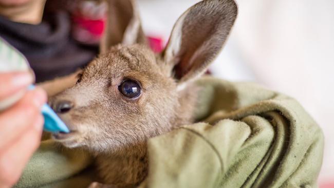 A rescued joey at Red Box Wildlife Shelter, Elphinstone.