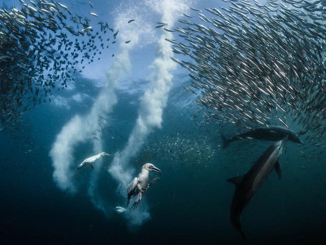 Winner Animal Behaviour ... Sardine Run, I captured this image during the migration of the sardines along the wild coast of South Africa. Natural predation, sardines are preyed upon by cape gannet birds and common dolphins. The hunt begins with common dolphins that have developed special hunting techniques. With remarkable eyesight, the gannets follow the dolphins before diving in a free fall from 30 to 40 meters high, piercing the surface of the water head first at a speed of 80km/h to get their fill of sardines. Picture: Greg Lecoeur/WildlifePhoto.com