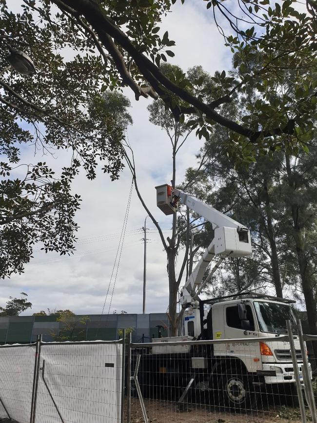 Images of trees being chopped down on Tuesday morning in Buruwan Park.