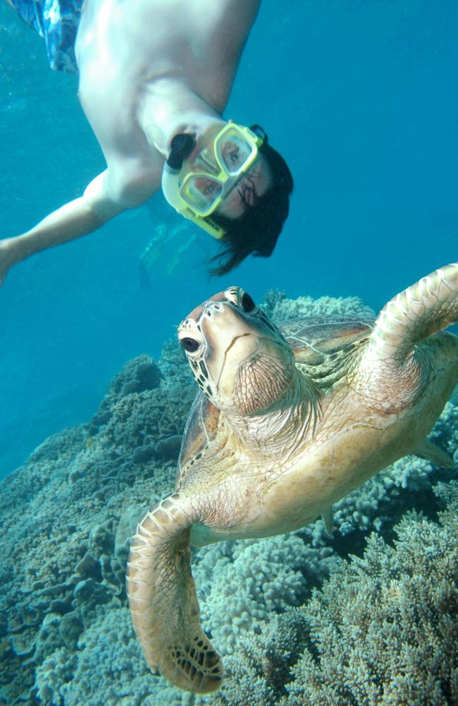 Iconic ... the Great Barrier Reef attracts more than 1.9 million visitors a year.