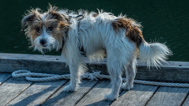 Zorro, a Jack Russell. Taken with a Nikon Z50. Picture: Ron Bonham