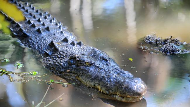 A Estuarine crocodile at David Fleay Wildlife Park. Pic John Gass