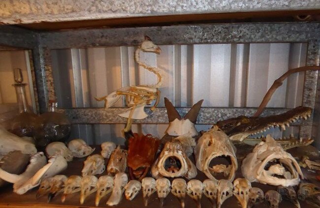 Some of the skulls found at Eswaran’s Driver home. Picture: Supplied/Australian Border Force