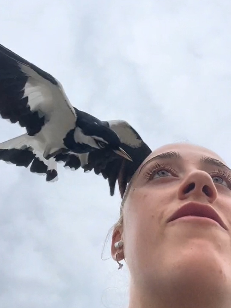 Sarah Jade captured the moment a magpie swooped on her during a 'hot girl walk'. Picture: TikTok