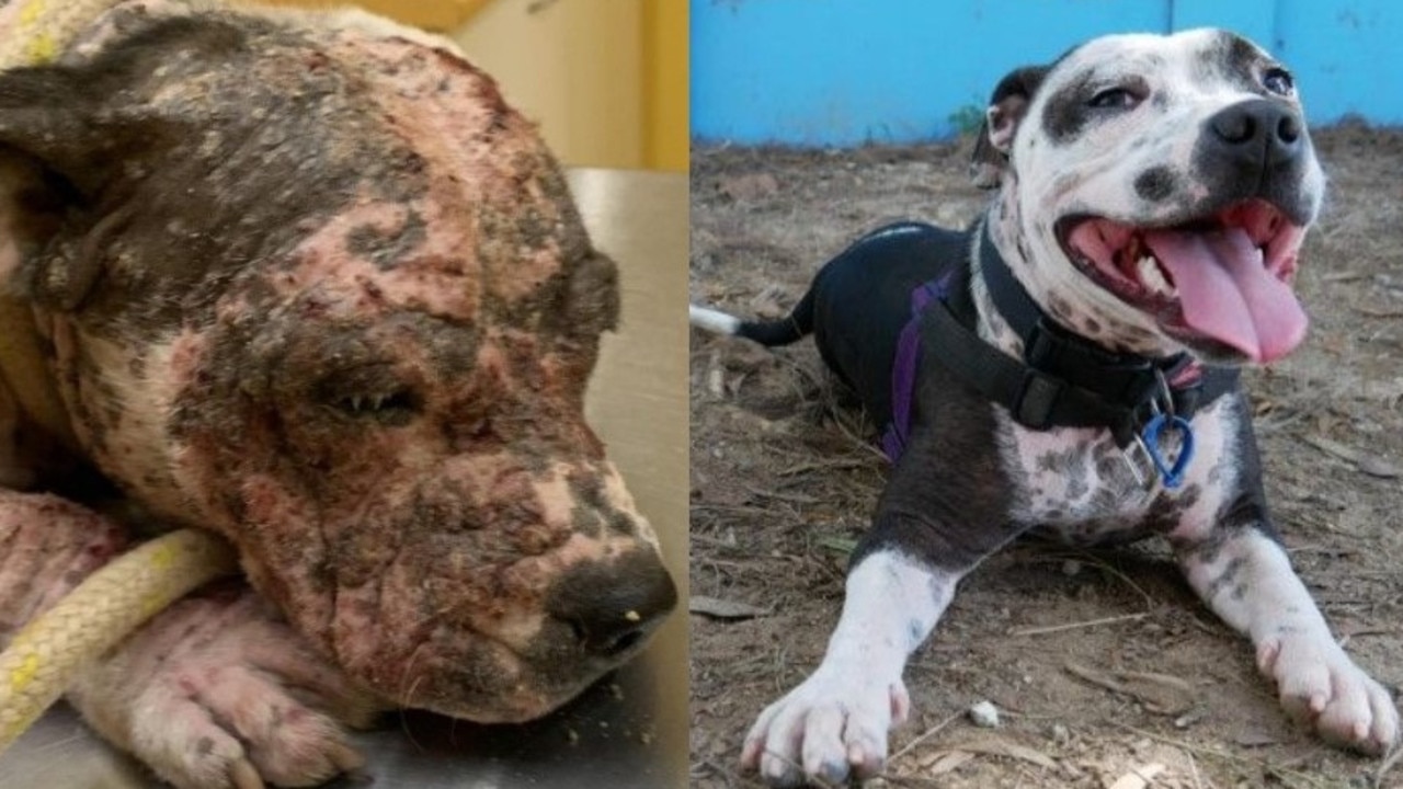 Shocking before and after photos reveal the extent to 'Dolly' the Staffordshire Bull Terrier's suffering at the hands of Clint Buckland and Lisa Radford. Photo/RSPCA.