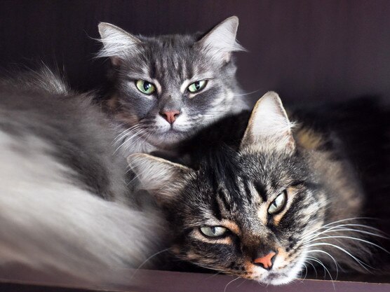 Two cats cuddling up to one another while relaxing