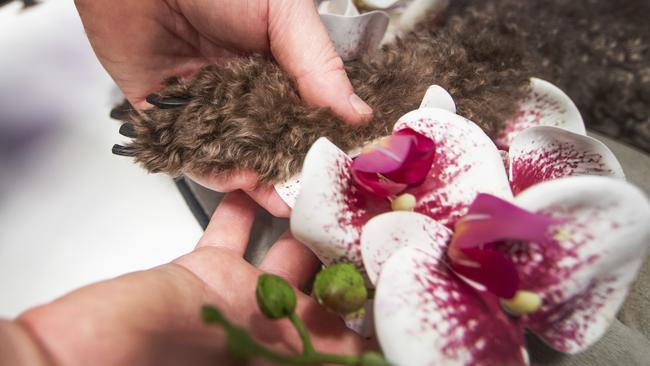 The pet is transported to the crematorium with flowers between its paws. Picture: NIGEL HALLETT