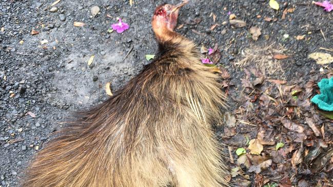 The Department of Transport and Main Roads has been blamed for another dead cassowary on Kuranda Range. Picture: FACEBOOK