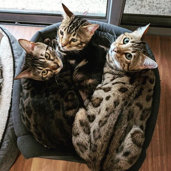 Punch, Bodie and Rufus. Picture: Instagram @paintedleopard