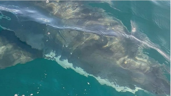 A huge shark was spotted 500m from Aldinga Beach. Picture: Nine News