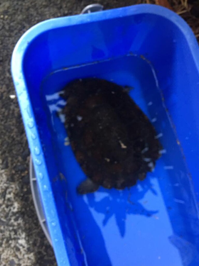 Cairns animals: turtle found roaming in Innisfail backyards | The ...