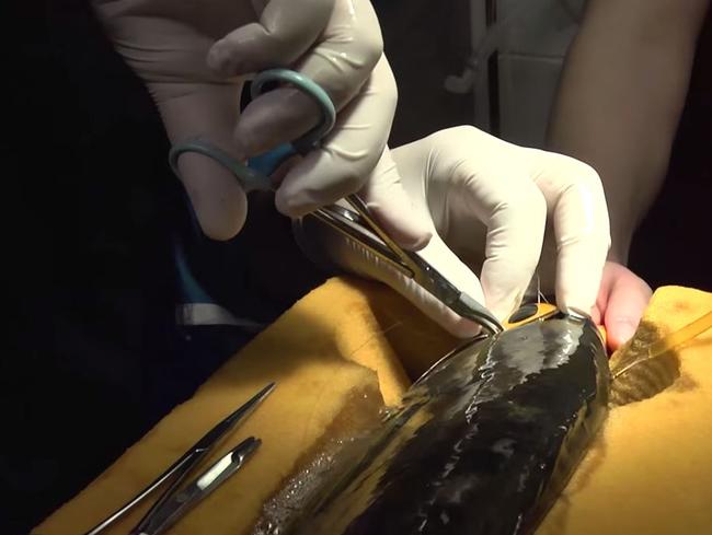 Under the knife ... this is the first time Vancouver Aquarium has done this type of surgery. Picture: Vancouver Aquarium/YouTube