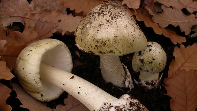 The death cap mushroom, a deadly, poisonous variety which has been found sprouting in the Adelaide Hills.