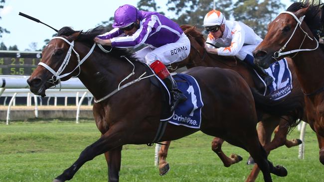 Great Barrier Reef will appreciate a drop back in grade at Warwick Farm. Picture: Grant Guy