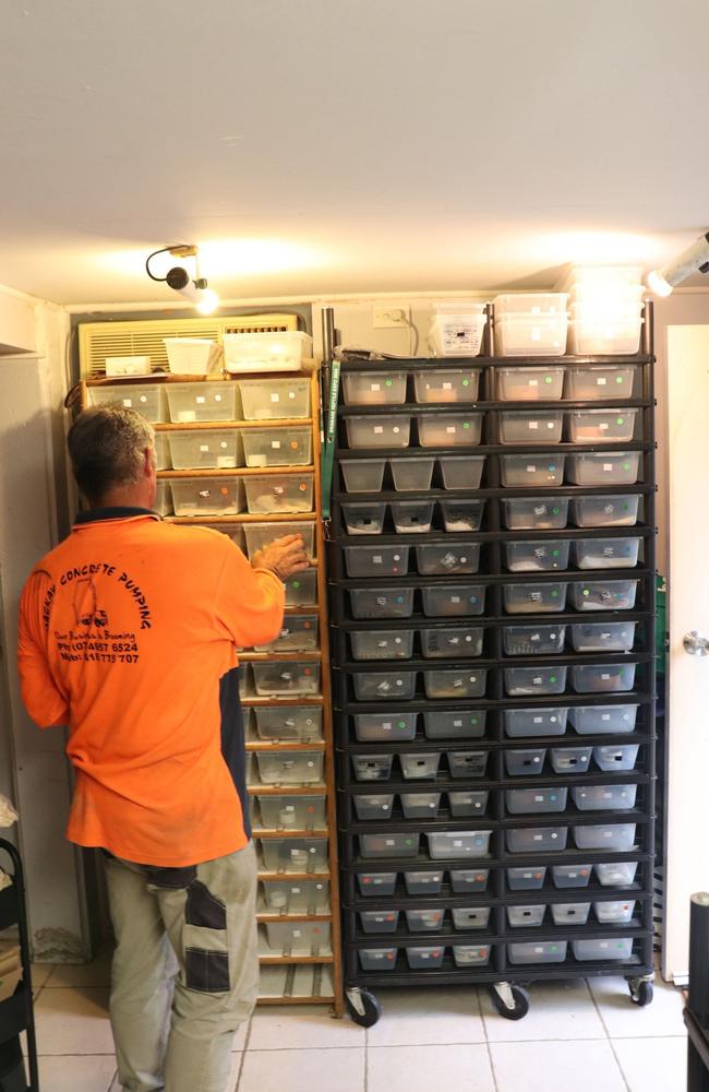 The baby snakes are kept in small containers in a 30 degree room Photo: Luke Lay