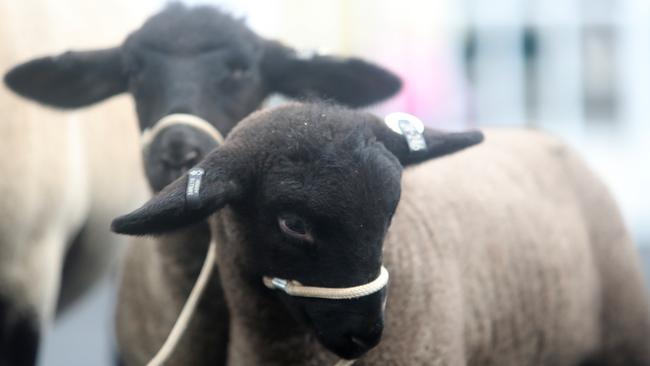 Melbourne Royal Show, Flemington.