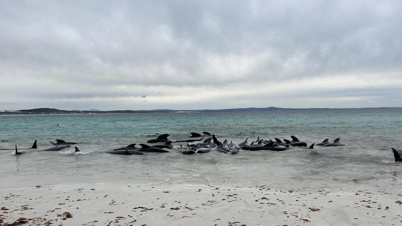 The scene on Wednesday morning. Picture: Cheynes Beach Caravan Park / Facebook