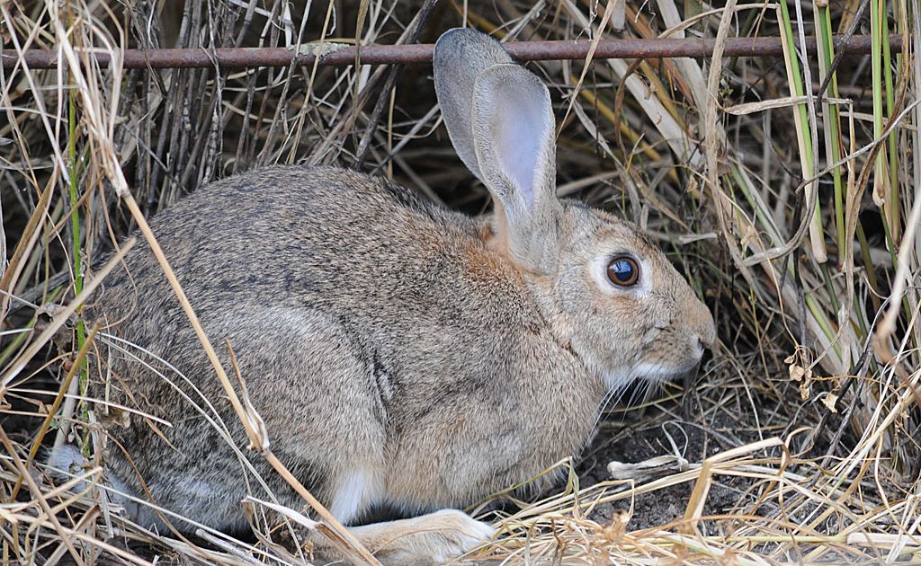 No Plan To Relax Bunny Ban In Queensland The Courier Mail