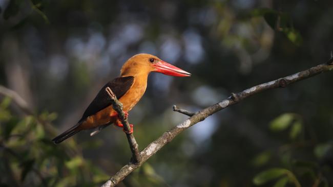 The brown-winged kingfisher is found along Bangladesh’s waterways.