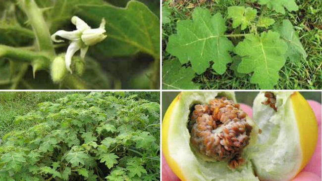 Tropical soda apple flowers are white, with five recurved petals.