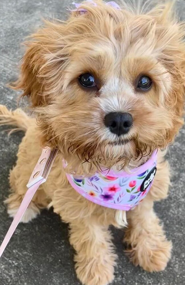 Our sweet Luna (5 months, Cavoodle), who has brought our family so much love and happiness after the sudden passing of our boxer Daisy.