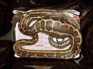 The Darling Downs Snake Catchers carefully removed the python (pictured), who had become immobilised due to its big meal.